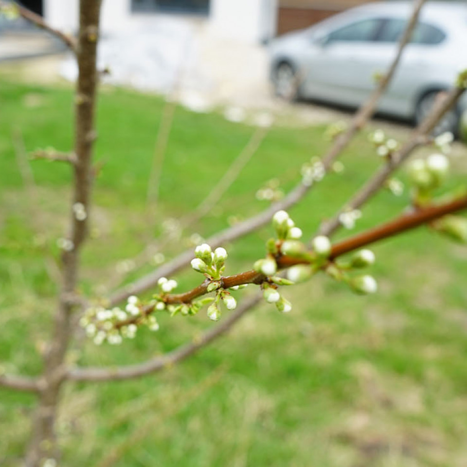 Ландшафтный дизайн и плодовые деревья и кустарники