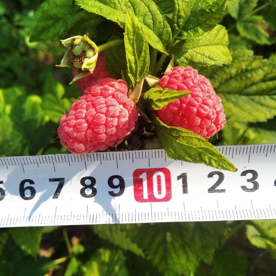 Урожаи наших плодовых деревьев и кустарников