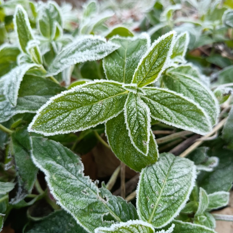 Художественные фото и видео с участка